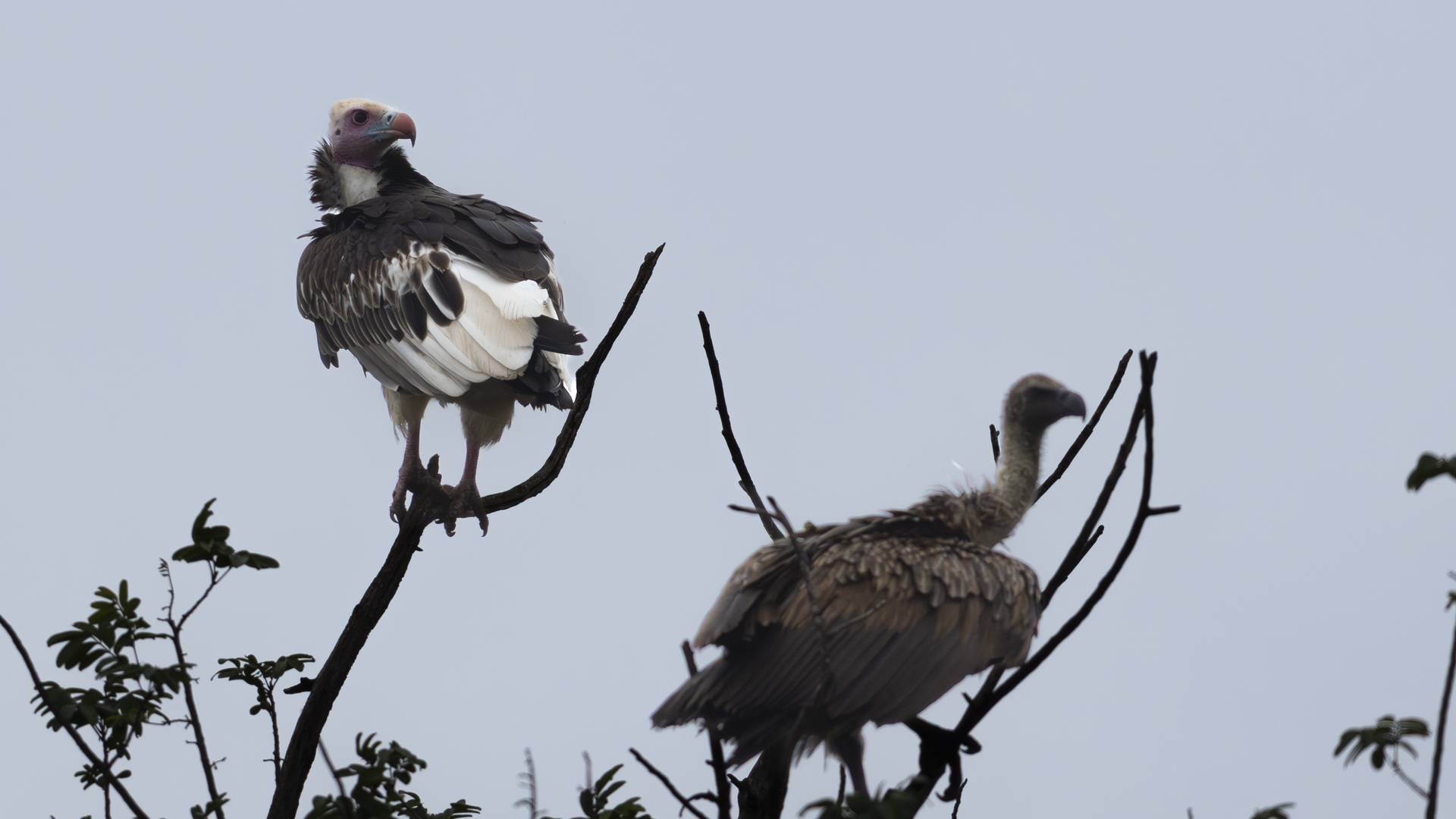 Kruger25 2025 11 05 09 36 21 ILCE 1M2 2197